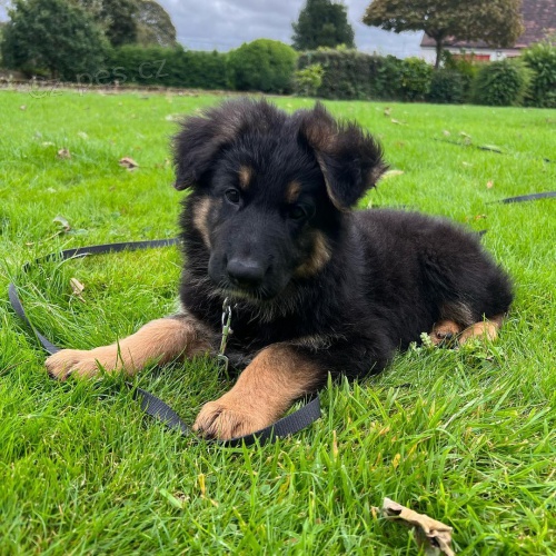 Prod�m �t��ata n�meck�ho ov��ka