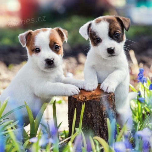 Jack russell terier klu��k