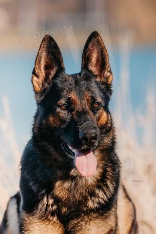 �t�n� - n�meck� ov��k s PP