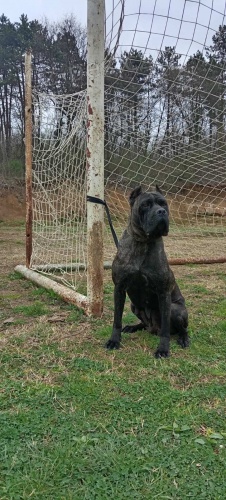 Cane Corso �ensk�