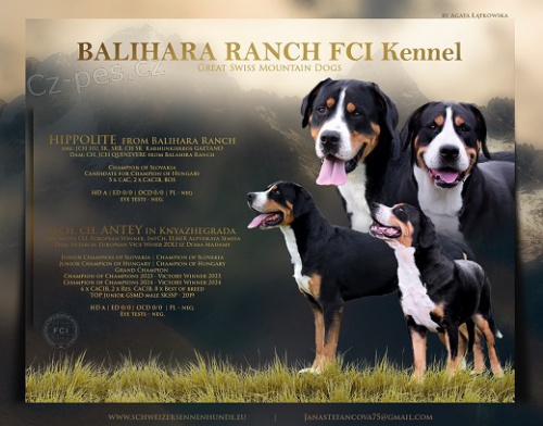 Ve�k� �vaj�iarsky sala�n�cky pes