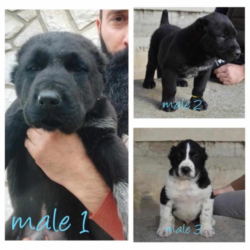 St�edoasijsk� ov��k �t��ata