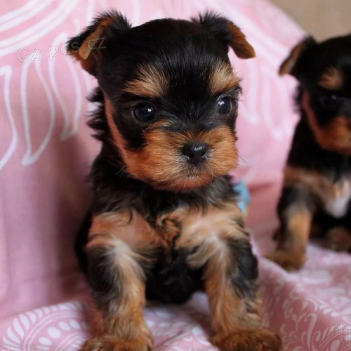 �t��ata Yorkie na prodej.