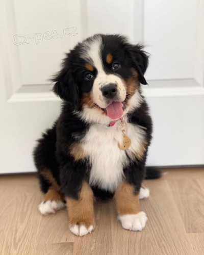 Prod�m mini �t��ata bernsk�ho sala�nick�ho psa a feny o�kovan� a od�erven�.