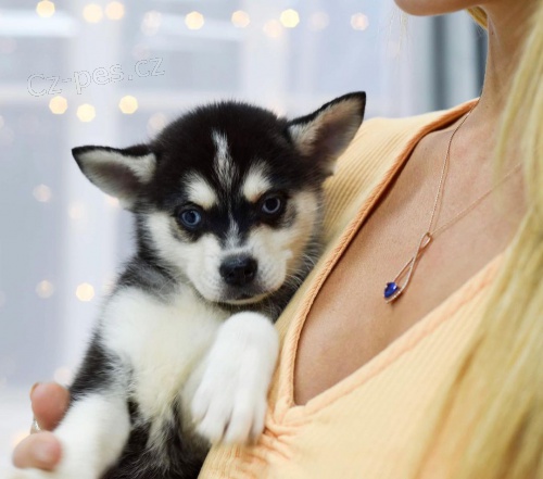 Prod�m �t��ata ALASKAN KLEE KAI
