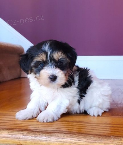 Prod�m �t��ata biewer yorkie