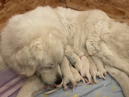 Slovensk� �uva� s PP