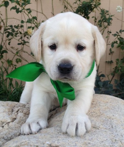 Labradorsk� retriever s pp