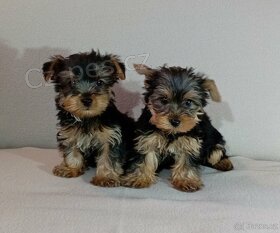 �t��ata biewer yorkie