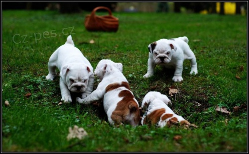 Angli�t� buldoci na prodej hledaj� v��n� domov a miluj�c� rodinu