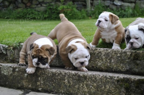 Angli�t� buldoci na prodej hledaj� v��n� domov a miluj�c� rodinu