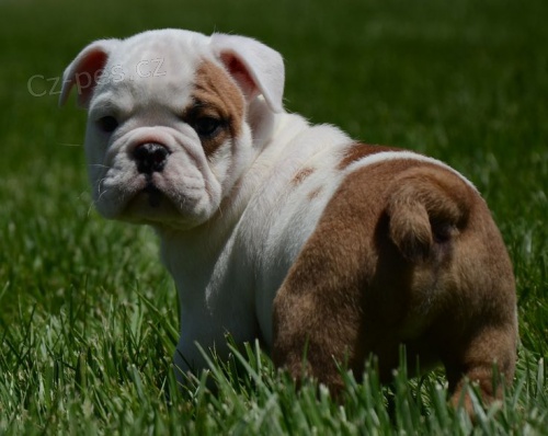 Angli�t� buldoci na prodej hledaj� v��n� domov a miluj�c� rodinu