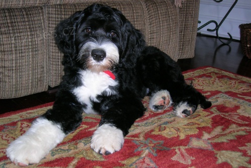 �t��ata portugalsk�ho vodn�ho psa k adopci