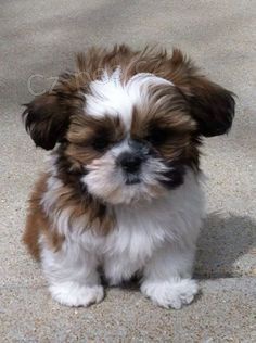Prod�m �t��ata Shih Tzu