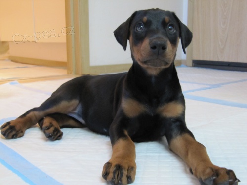 Prod�m �t��ata dobrmana