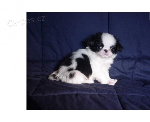 Prod�m �t��ata Japonce Chin