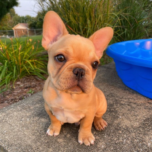 Prod�m �t��ata francouzsk�ho buldo�ka