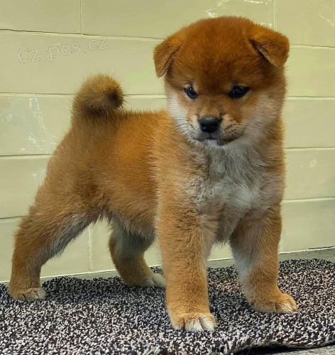 �T��ATA MINI SHIBA INU