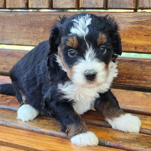 Prod�m mini �t��ata Bernedoodle.