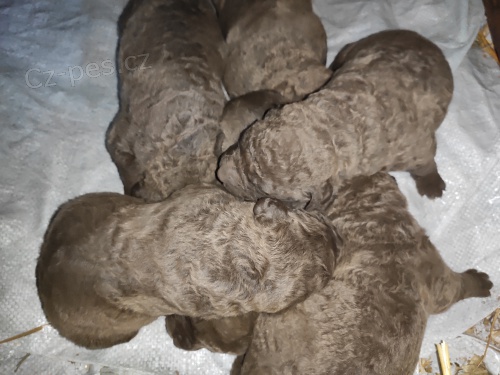 Prod�m �t��ata chesapeake bay retr�vr s PP 