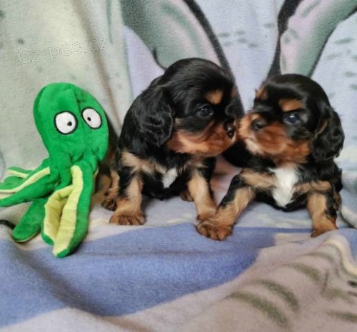 Kaval�r king charles spaniel �t���tka s PP