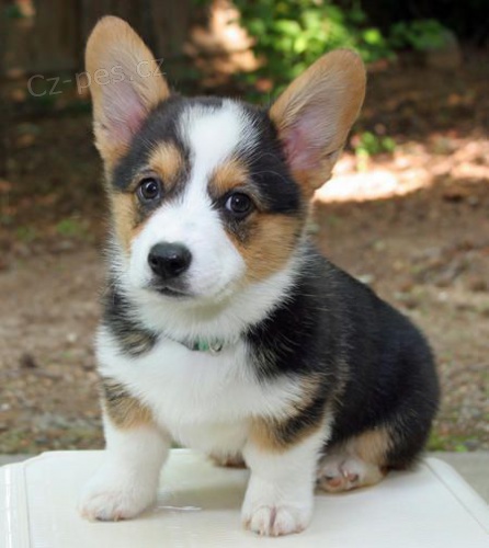 Pembroke �t�n� Welsh Corgi | �t��ata Welsh corgi, �t��ata Corgi na prodej,