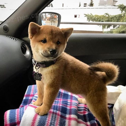 Prod�m �t��ata Shiba Inu