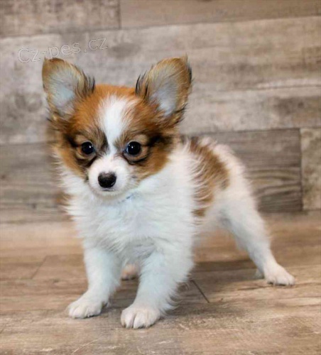 Prod�m �t��ata papillona