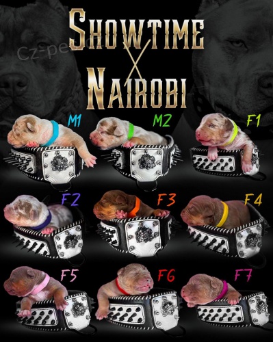 Americk� bully �t��ata