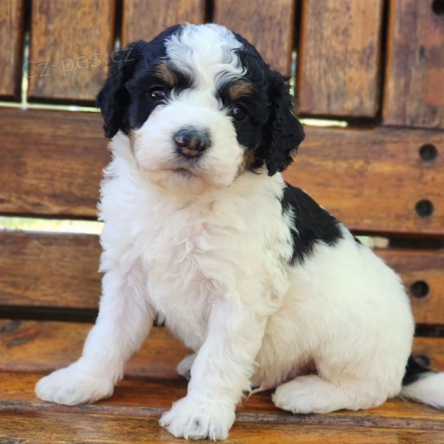 Prod�m �t��ata mini hra�ek Bernedoodle.
