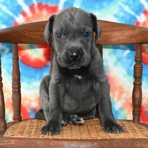 Prod�m �t��ata n�meck� dogy