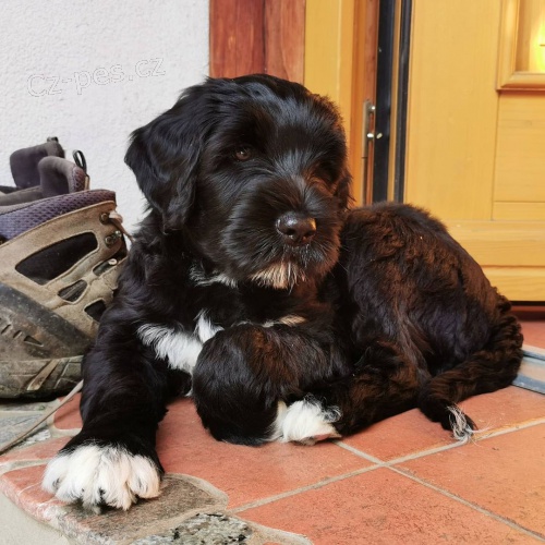 �t��ata portugalsk�ho vodn�ho psa k adopci