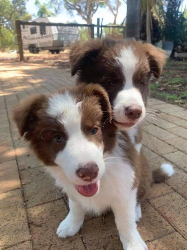 Prod�m �t��ata border kolie