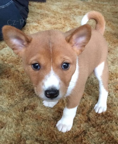 Prod�m �t��ata Basenji