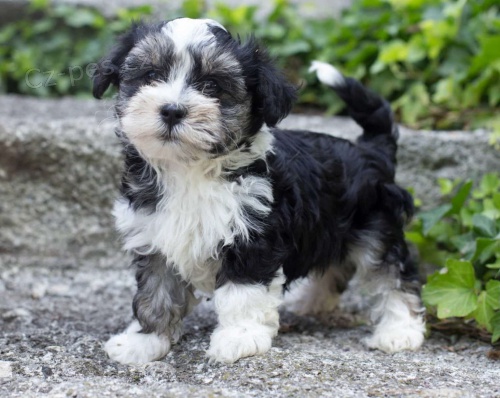 havanese �teniatka na predaj.