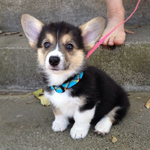 �t��ata corgi na prodej. Velmi zdrav�