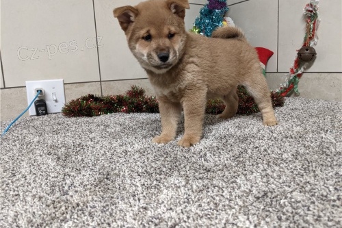 �t��ata Shiba Inu k adopci