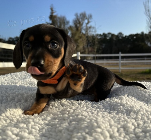 K dispoz�cii �teniatka jazve��ka