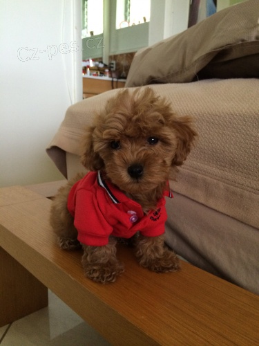 Prod�m �t��ata pudla