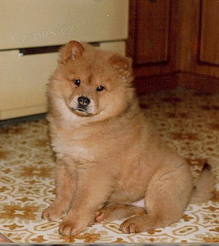 Pred�m �teniatka �au-�au