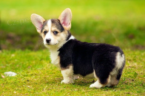 �teniatka welsh corgi pembroke pripraven� do nov�ch domovov. (Len seri�zne ot�zky)