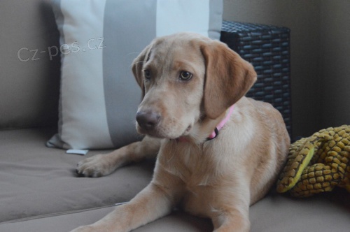 �teniatka labradorsk�ho retrievera pripraven� na predaj