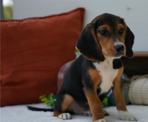 �teniatka b�gla na adopciu