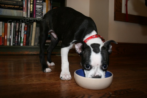 Pred�m �teniatka bostonsk�ho teri�ra