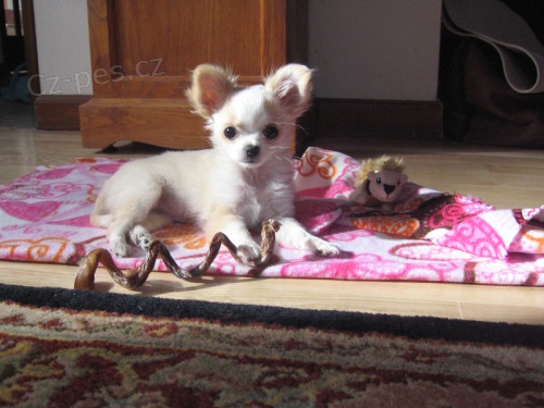 Pred�m �teniatka �ivavy