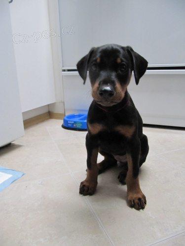 Pred�m �teniatka dobermana