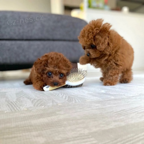 Pudl Toy �t��ata