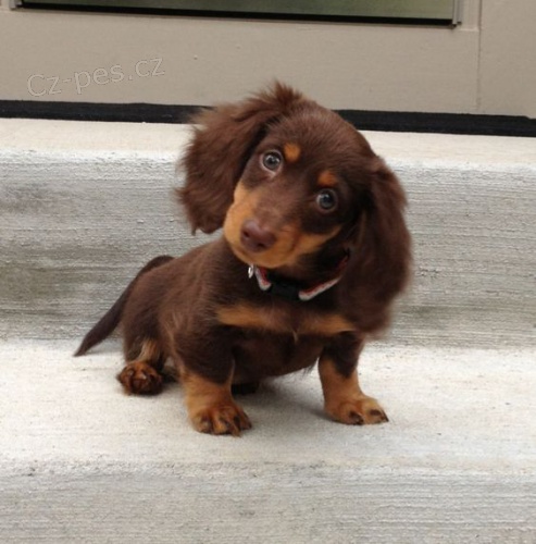 Prod�m dlouhosrst� �t��ata jezev��ka MINI.