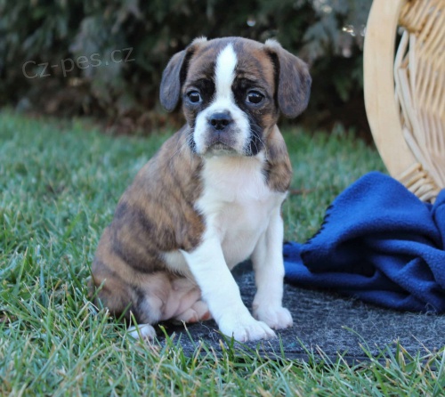 Caviston, bostonsk� teri�r, kaval�r King Charles �pan�l �t��ata