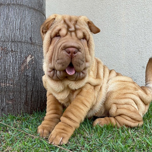 Shar-pei o�kovan� �t��ata na prodej.